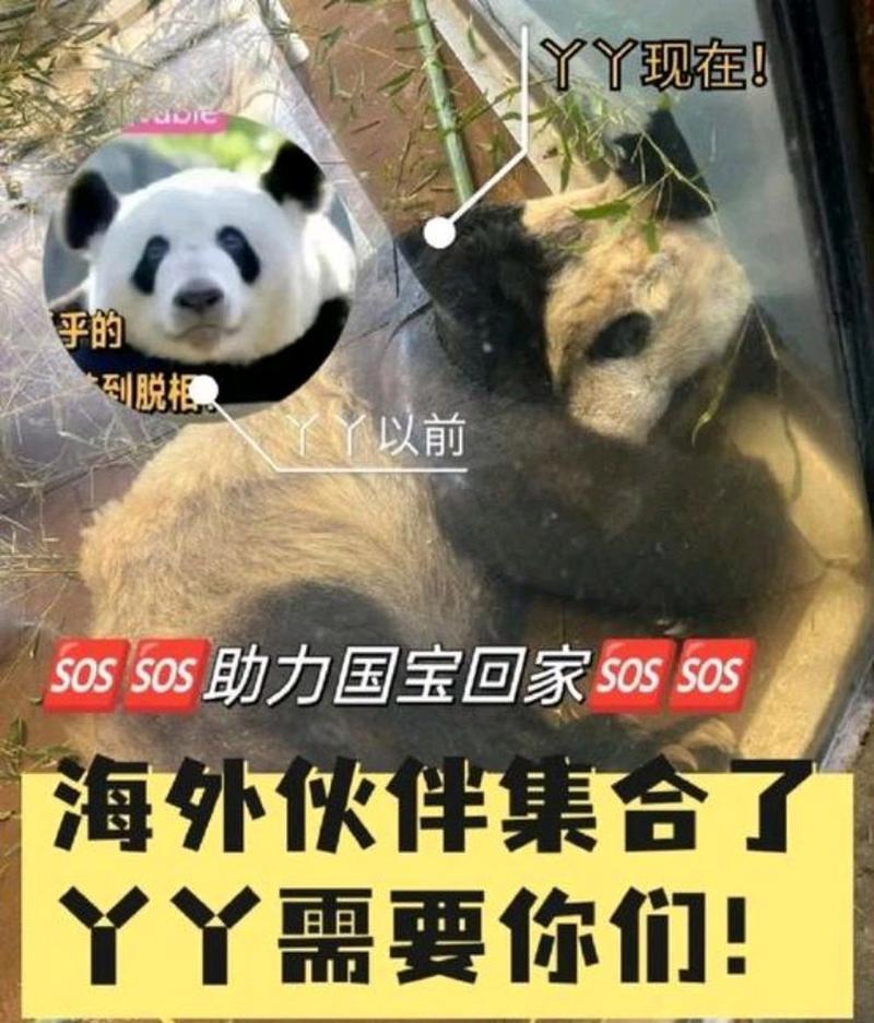 2025年新澳今晚资料大全和4旅日大熊猫将回国与旅日20年熊猫将回国 视频
