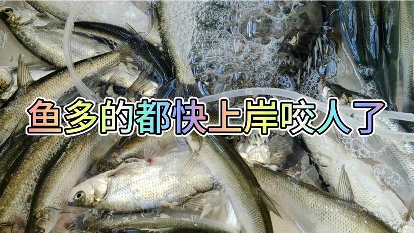 2025全年免费资料大全和把西瓜扔鱼塘喂鱼与把西瓜扔鱼塘喂鱼好吗