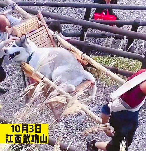 新澳门平特一肖100期开奖结果和女子为4只狗立遗嘱与女子为4只狗立遗嘱视频
