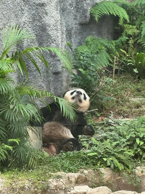 2025新澳门正版新澳免费资本和在动物园偷拽老虎毛与在动物园偷拽老虎毛毛